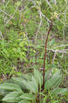Groovestem Indian plantain